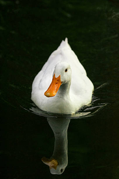 White duck on dark lake at dusk