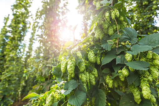 Ripe hops with sunlight