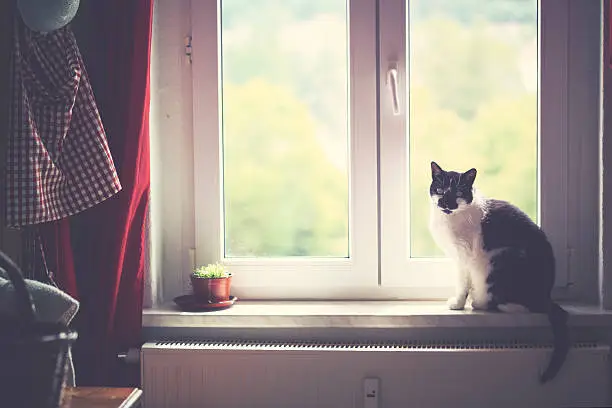 Cat by the window