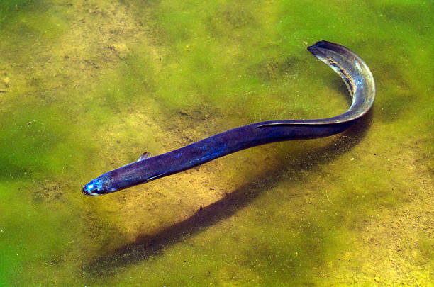 anguila - saltwater eel fotografías e imágenes de stock