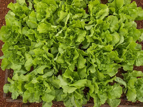 Lettuce plantation