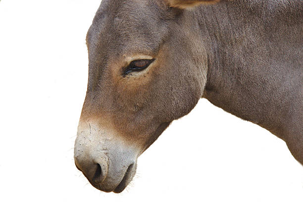 istock Close up of donkey head isolated on a white background 487596856