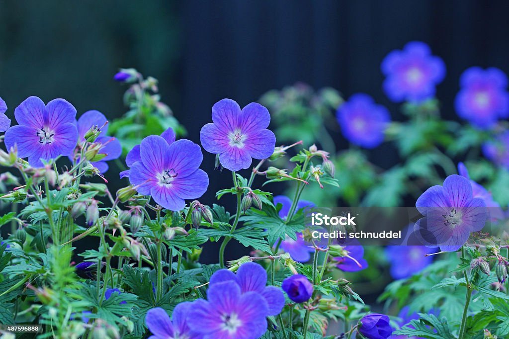 Storksbill Storksbill Stock Photo - Download Image Now - Blue, Geranium, 2015 - iStock