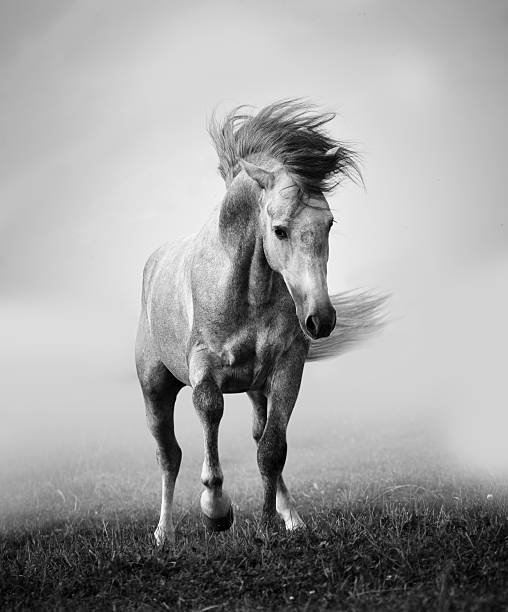 istock gray andalusian stallion playing in the myst 487597052