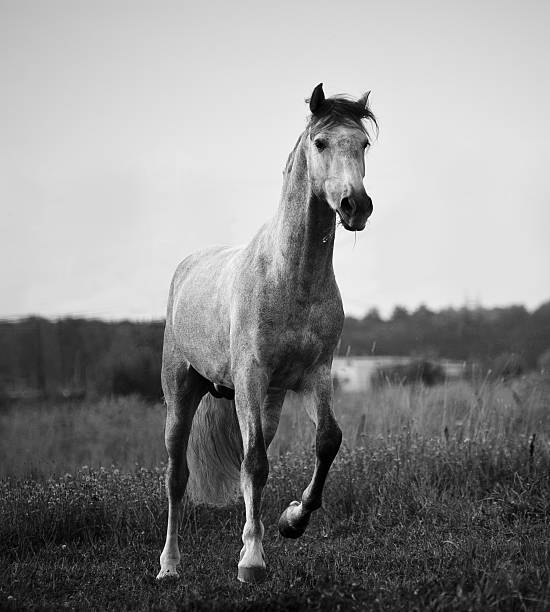 istock young gray andalusian stallion running 487597054