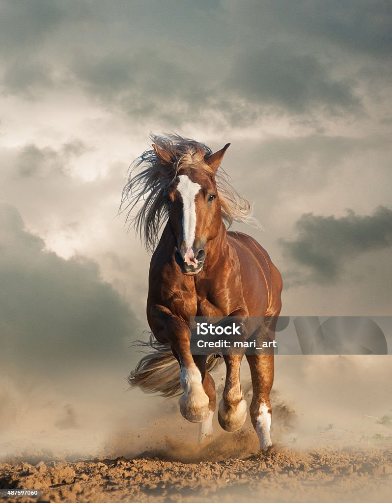 Wild Chesnut Draft Horse Running Stock Photo - Download Image Now ...