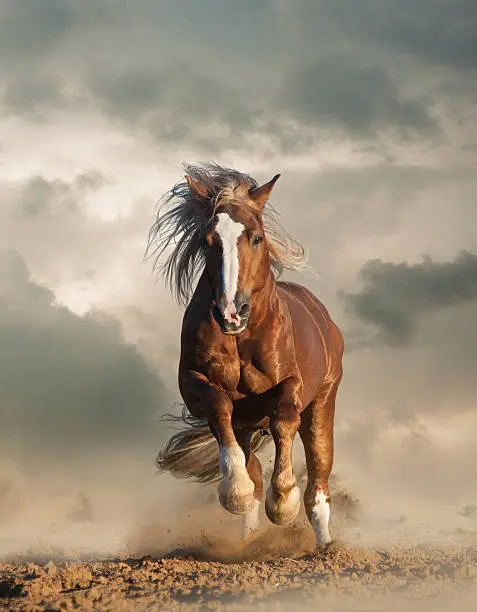 Wild chesnut draft horse running gallop under the cloudy skies