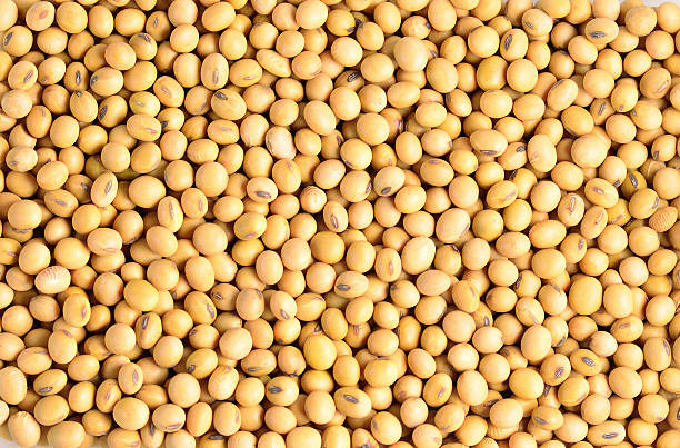 istock Macro shot of soybeans fills the frame 487597932