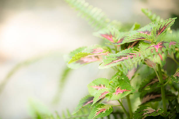 nahaufnahme-buntnessel pflanze blätter und fern. garten. copyspace. - fern leaf plant close up stock-fotos und bilder