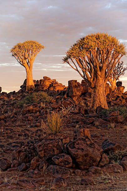 istock Quiver trees in Africa 487598446