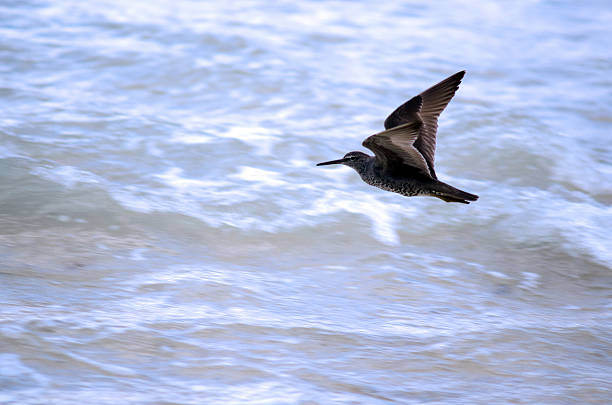 Pacific Golden Plover Pacific golden plover fly above the ocean in Rarotonga, Cook Islands. apricaria stock pictures, royalty-free photos & images