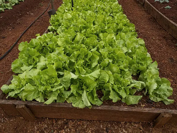 Lettuce plantation