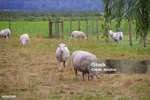 Katahdin Sheep Grazing Stock Photo - Download Image Now - Sheep, Mt Katahdin, 2015