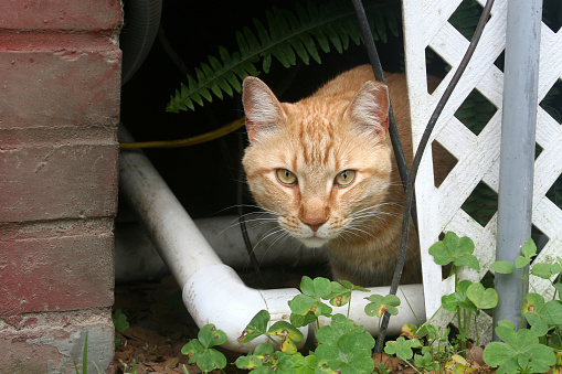 This is a photo of a large orange feral cat with green eyes peeking out from under a house. You can see the pipes under the house and the cat looks afraid to come out. The cat's left ear has been cropped because this cat was neutered as a feral kitten during a trap, neuter, release program.