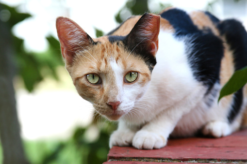 This is a photo of a calico feral cat staring at you like it is about to run away. The cat's left ear has been cut off or cropped because it has been neutered. The cat looks frightened and has piercing greenish yellow eyes.