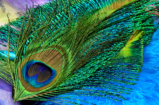 Close up macro of a peacock feather laying on other feathers and a silk scarf.