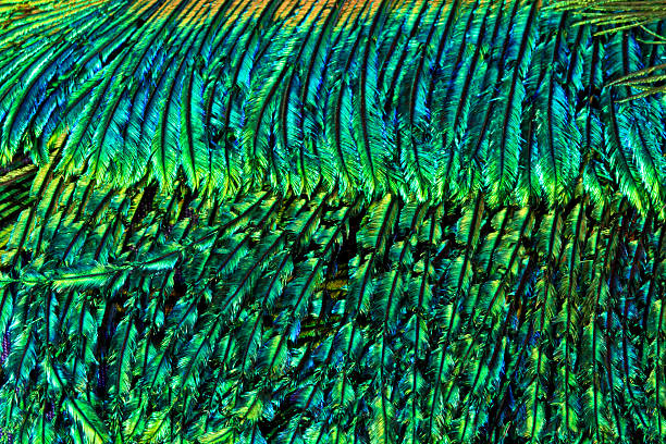 istock Macro Close Up of Iridescent Peacock Feathers 487603486