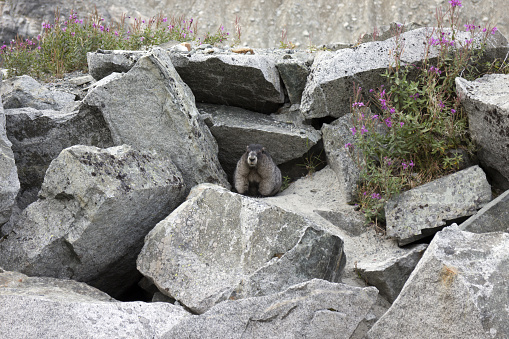 Hoary Marmot in front of his den