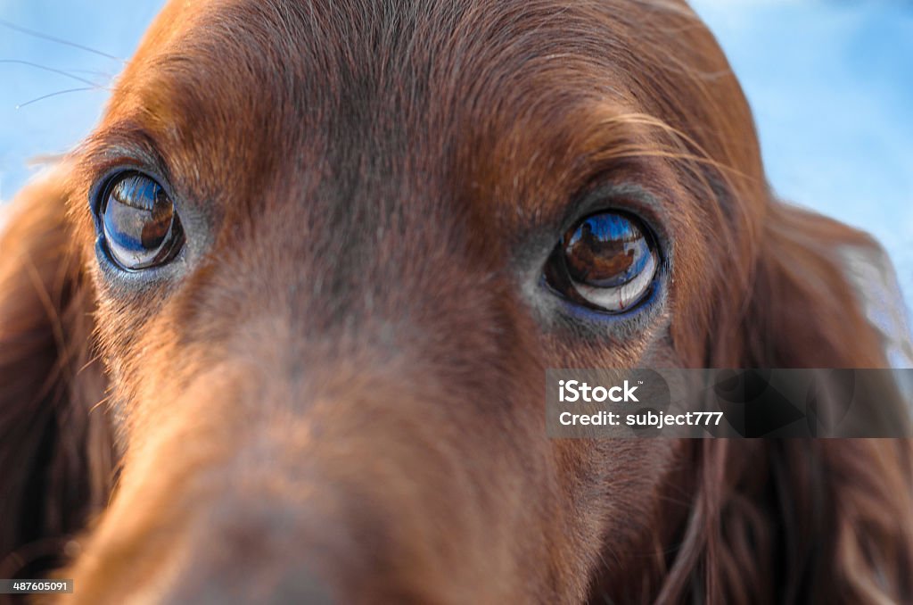 Setter irlandés. - Foto de stock de Aire libre libre de derechos