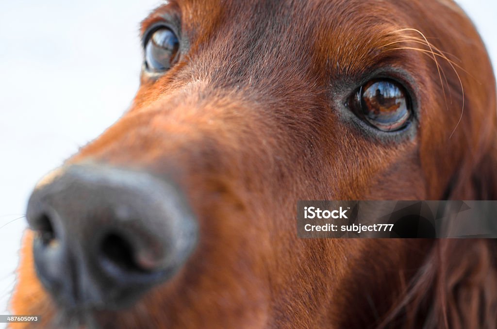 Irish Setter. Muzzle of the Irish setter close up. Animal Stock Photo