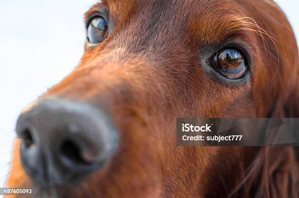 Irish Setter Stock Photo - Download Image Now - Animal, Animal Hair, Beauty