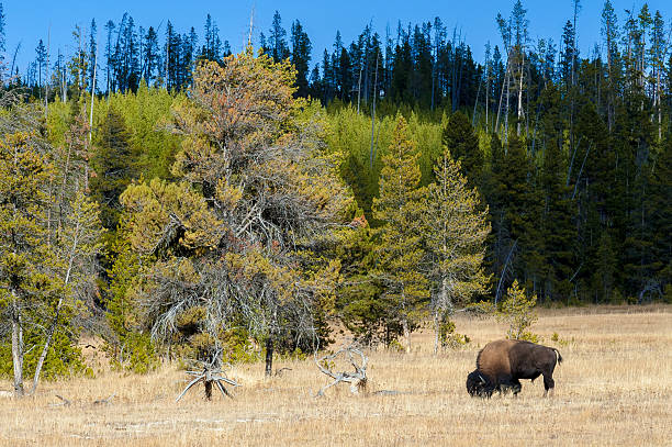 istock Yellowstone National Park 487605109