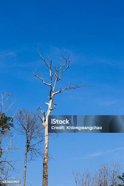 Leafless Tree Branch Stock Photo - Download Image Now - Abstract, Agricultural Field, Autumn