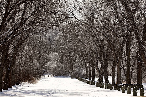 Two boys sledding down a snow covered street in the Rocky Mountains.