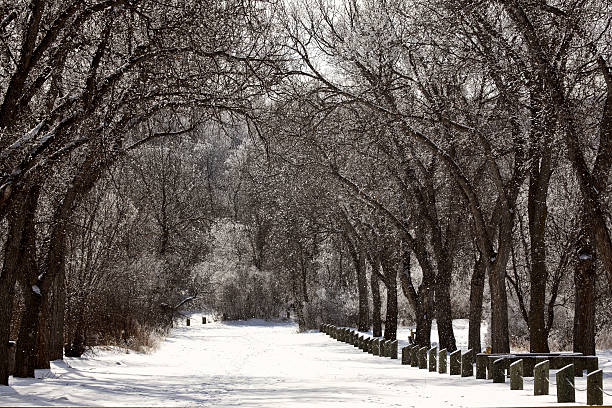 śnieg pokryte droga w wakamow park w moose jaw - canada moose winter snow zdjęcia i obrazy z banku zdjęć