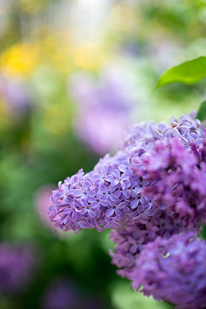 Lilac stock photo