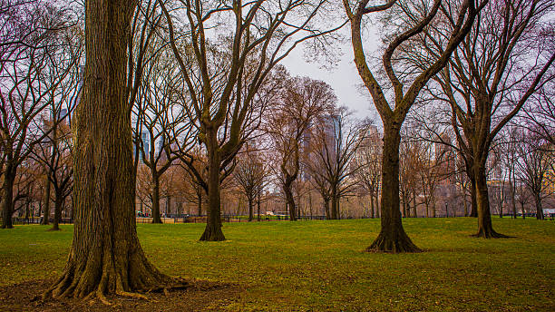 Central Park in Spring stock photo