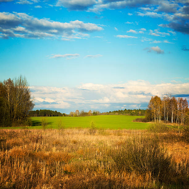 istock Beautiful Landscape. Belarus Countryside. 487607615