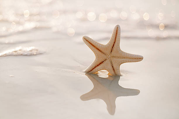 istock starfish on sea ocean beach in Florida 487607783