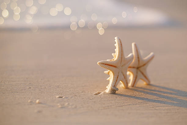 istock two starfish on sea ocean beach in Florida 487607787