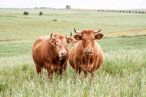 Two cows somewhere in Portugal countryside.