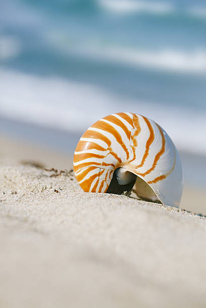 istock nautilus shell on white Florida beach under the sun light 487608289
