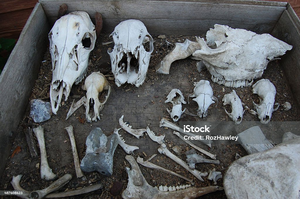 Bones In A Box Stock Photo - Download Image Now - Animal Bone, Animal  Skull, Archaeology - iStock