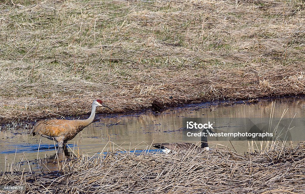 Sandhill Crane A sandhill crane chases a goose in a Wyoming wetland. Animal Stock Photo