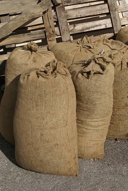 istock olives in sacks at a factory 487609424