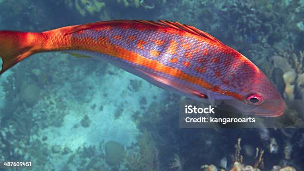 Lutiano Coda Gialla - Fotografie stock e altre immagini di Barriera corallina - Barriera corallina, Caraibi, Composizione orizzontale