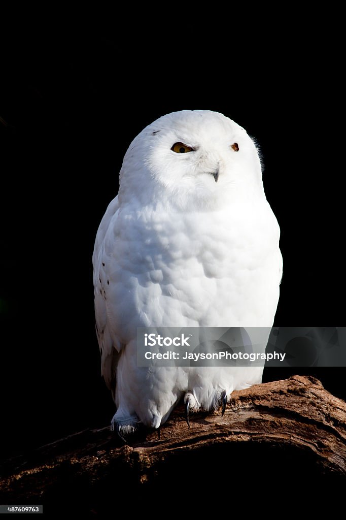Snowy Owl The Snowy Owl (Bubo scandiacus) is a large owl of the typical owl family Strigidae Arctic Stock Photo