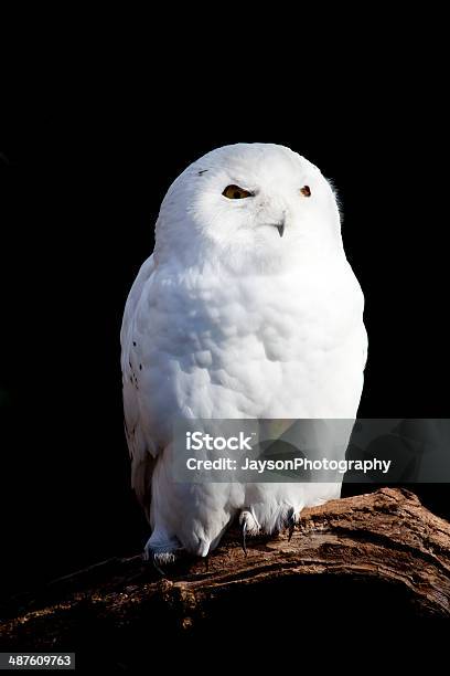 Snowy Owl Stock Photo - Download Image Now - Arctic, Owl, Animal