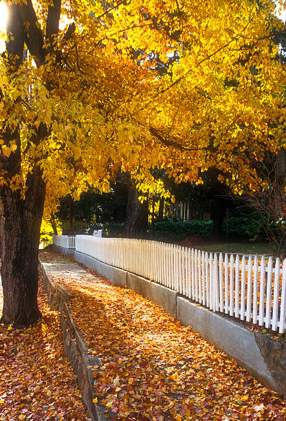 istock White Picket Fence and Fall Color in Nevada City 487609781