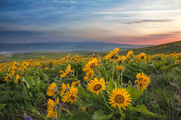 Arrowleaf Balsamroot no Columbia Hills State Park - foto de acervo