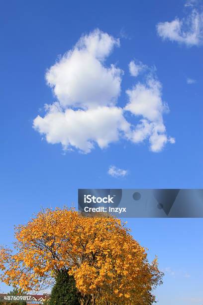 Photo libre de droit de Feuilles Jaunes Dans Le Ciel Bleu banque d'images et plus d'images libres de droit de Abstrait - Abstrait, Arbre, Asie