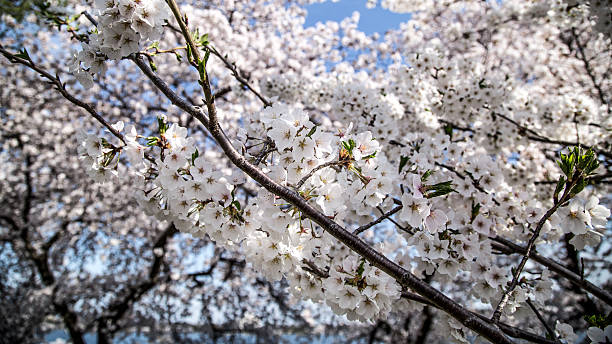 Cherry Blossoms stock photo