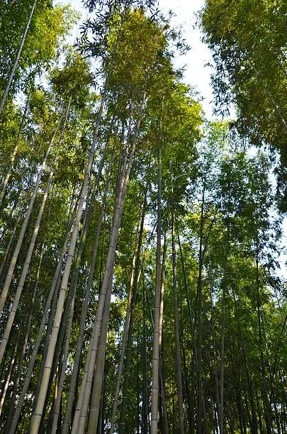 Forest of bamboo in Damyang, Korea.