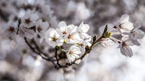 Cherry Blossoms stock photo