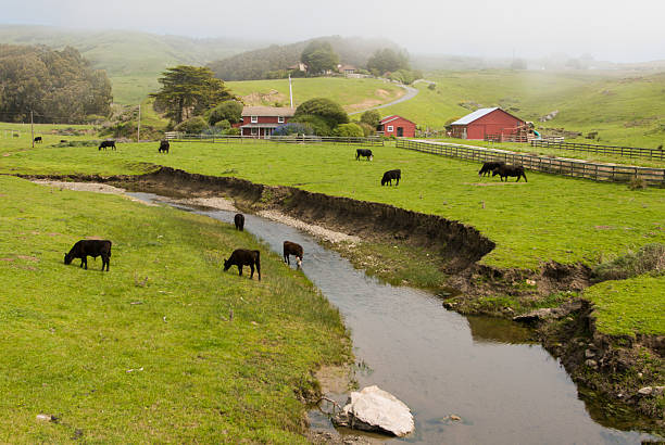 istock Coastal Dairy Farm and Stream Sonoma County California 487610551