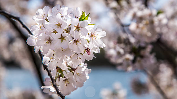 Cherry Blossoms stock photo